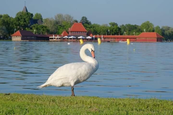 Vila Eden Palić Exteriör bild